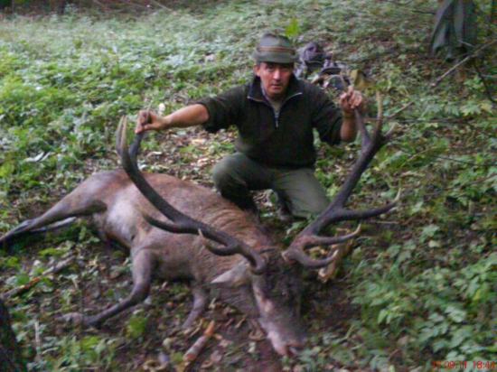 Životný  jeleň - 205,98 C.I.C