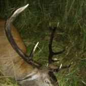 Otcov dlho vychodený jeleň