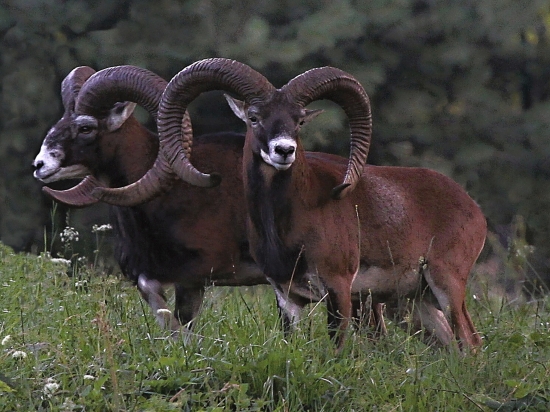 dospělí mufloni