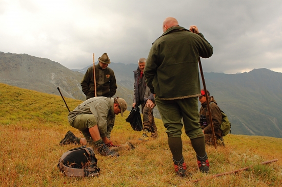 Odběr střevního sádla ze sviště