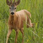 Byli jsme nemocní,ale už vytloukáme.