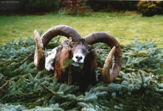 zatím není překonán