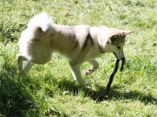 Nela II. s úžovkou