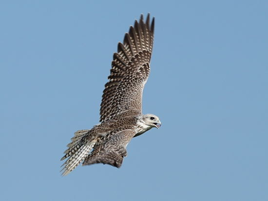 Sokol lovecký (Falco rusticolus) + Raroh velký (Falco cherrug)