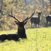 Odpočívající sika