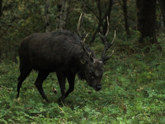Sika v době říje