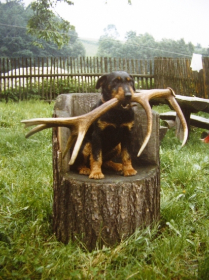 Pro kynology teoretiky