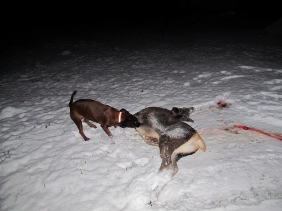 Dnes moje pomoc nebyla zapotřebí, tak  si aspoň pohraju