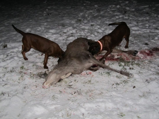 To byla dnes naše jediná zábava...