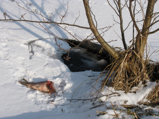 Po kom to asi zůstalo?