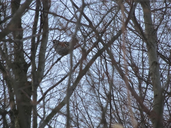 Dnes ráno přivábený