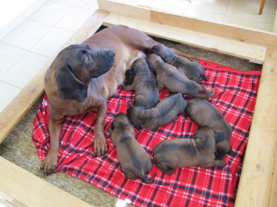 Za chvíli budeme mít tři týdny