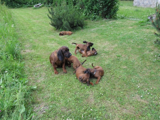 Jelení cesta - vrh F v 52 dnech