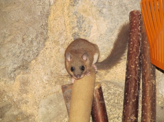 První zvěř, kterou jsem potkal při cestě do revíru