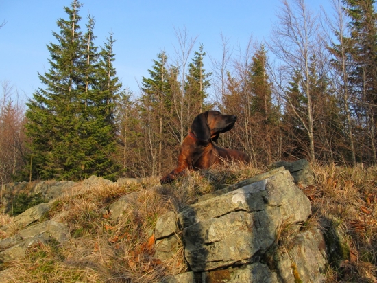 Všechno cítím, všechno vidím...