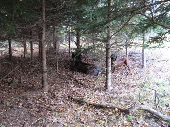 Stavění, vysoký přední běh