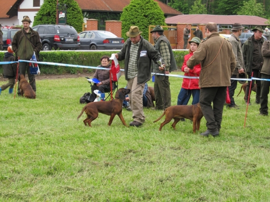 Dvě nejlepší feny ve třídě mladých