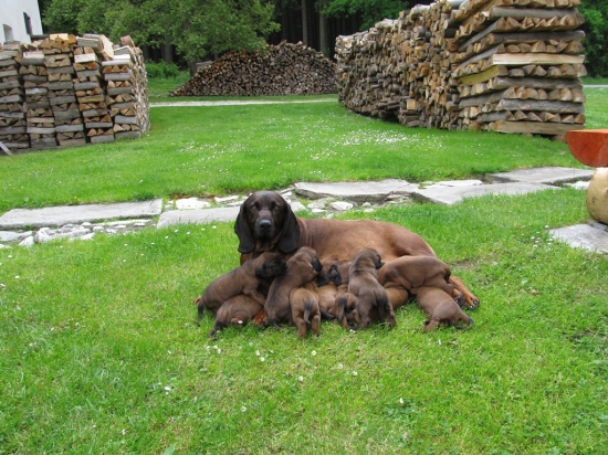 Jelení cesta vrh H ve 20 dnech.