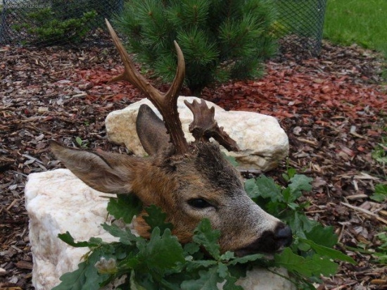 Kamarádův včerejší