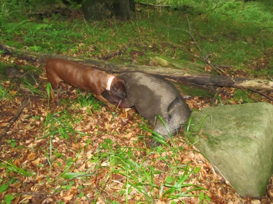 Erika Jelení cesta, dnešní práce těsně po dostřelení