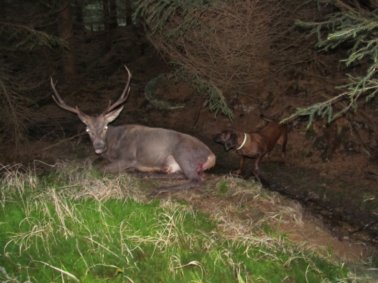 Erika Jelení cesta - dnešní práce