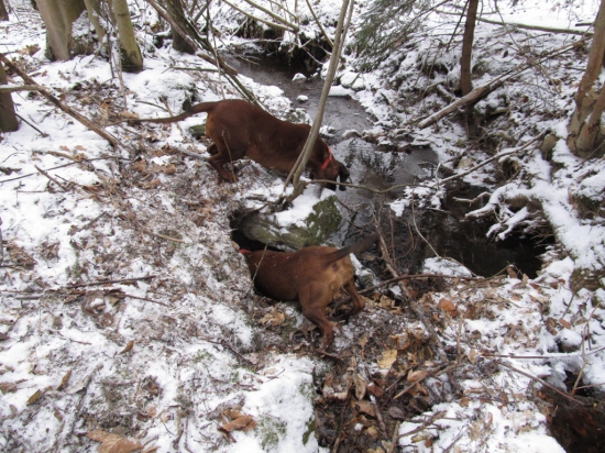 Farbiare - brloháre