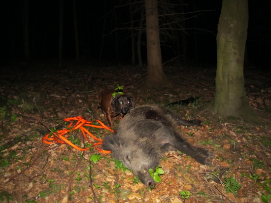 Dobře střelený, ale nemohli ho najít...