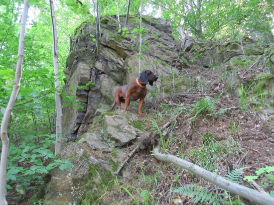 Bavorský horský barář