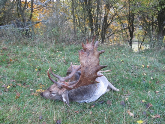 Říjen, čas daňků...