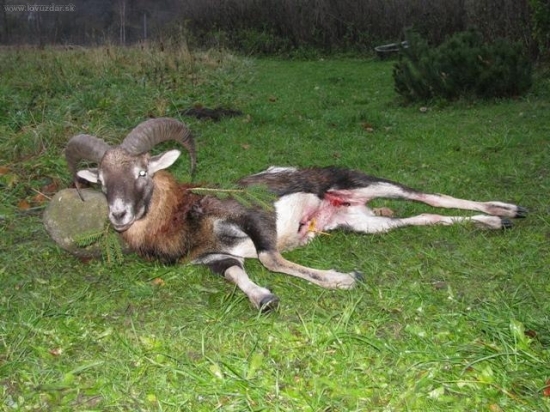 Hostovi stačil i malý