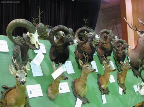 Chov. přehlídka Jeseník