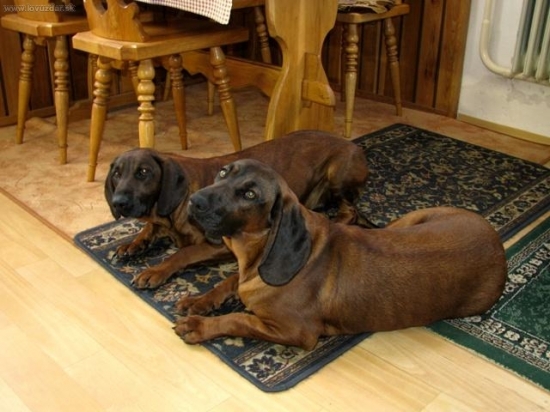 Cea Vatrová a Erika Jelení cesta