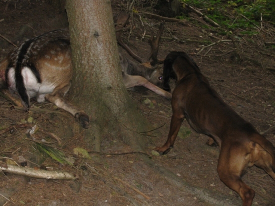 ARWEN Z KUPECKÉ STEZKY - IHF