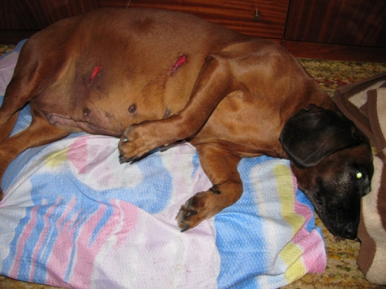 Laura Vatrová po dnešní neúspěšné dohledávce