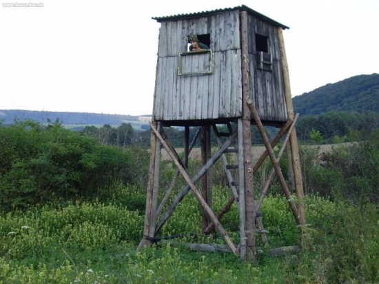 stary ale este sluzi