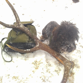 Aron s prvym parohom