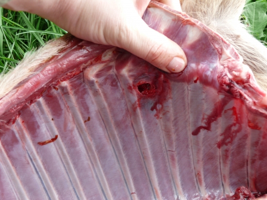 Střela Nosler Partition 9,1g  6,5*57 - výstřel