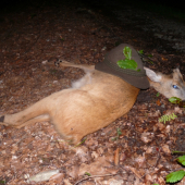 rozloučení se sezonou srnců 2013