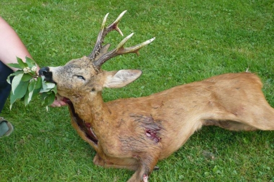 Kamarádův sanitární odstřel