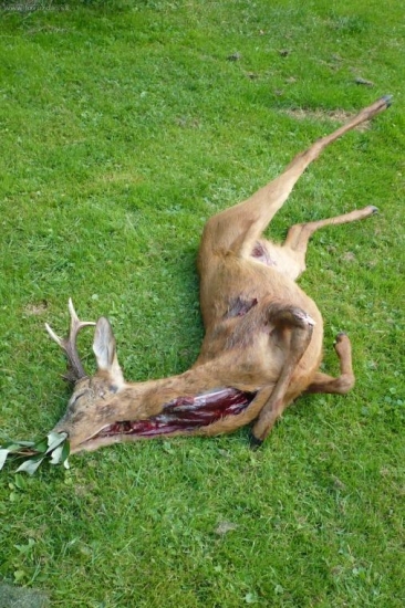 Kamarádův sanitární odstřel ll. 5let, škoda ho