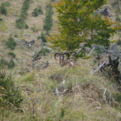 Z daňčí říje-držel se u nich beránek