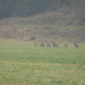 ze sobotní naháňky na holou zvěř sika a černou