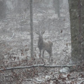 z naháňky LČR LS Luhačovice