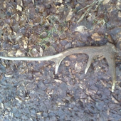 Kamarátov Škodník