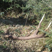 Dvanastorakl 2,2KG CIC180BODOV