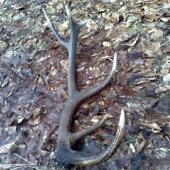 Kamaratov dvanastorak