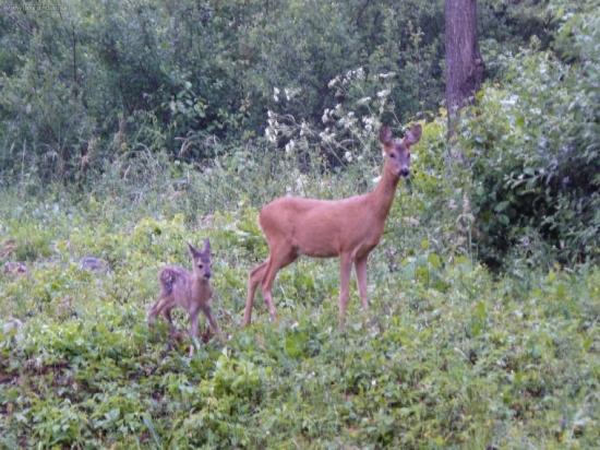 srnček fešák pred rokom