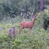 srnček fešák pred rokom