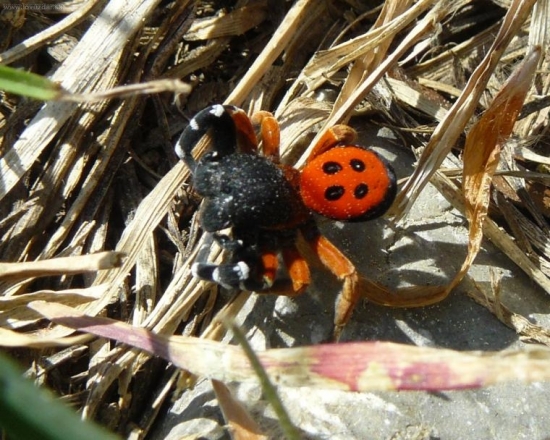 kto to vie, odpovie, čo je to za pavúka
