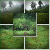 aj zamračené ráno má svoje čaro